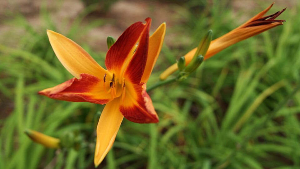 Foto de Recinte Modernista de Sant Pau